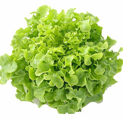 Redlands Oakleaf Lettuce