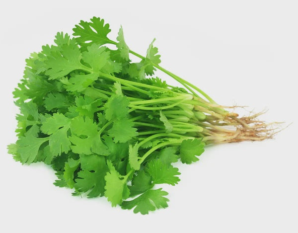 Cilantro/Coriander