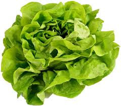 Redlands Butterhead Lettuce