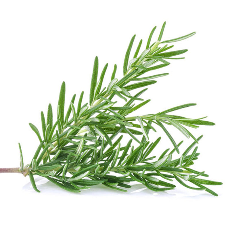 Fresh Rosemary