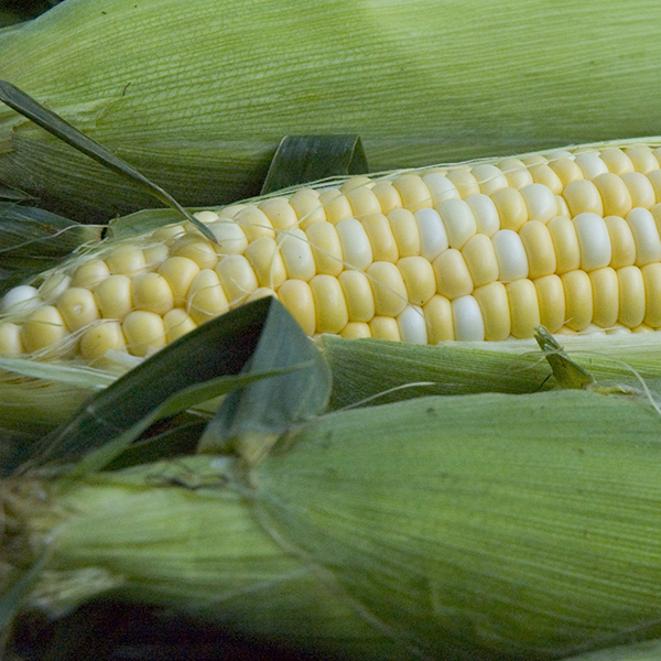 Corn on the Cob (4 Ears)
